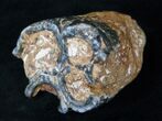 Rare Desmostylus Molar (Hippo Like Animal) - California #15923-1